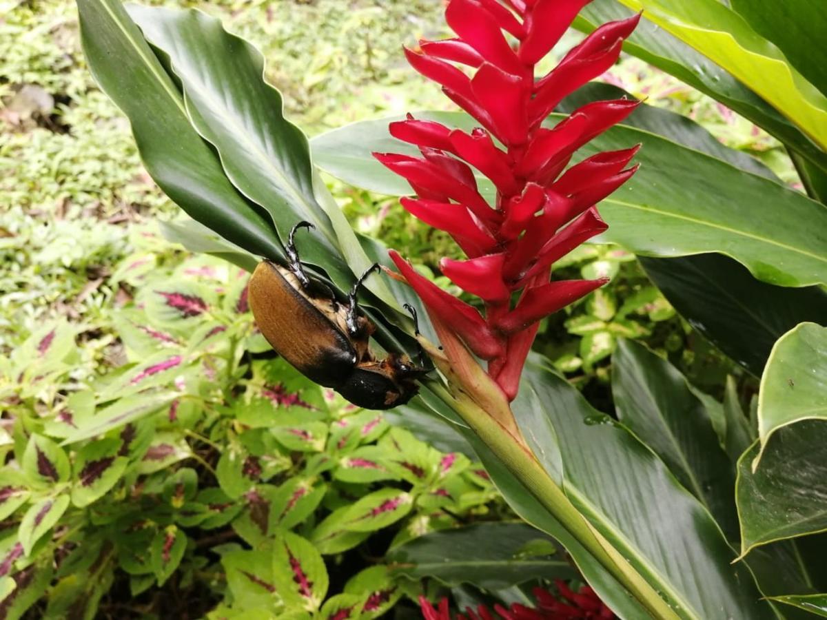 Cahuita Lodge Luaran gambar
